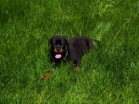 Premium Rottweiler Yavruları