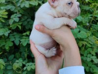 Platinum dişi erkek french bulldog