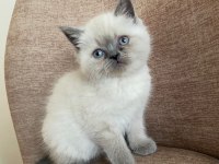 A Kalite British Shorthair Blue Point Yavrular Yer Ankara