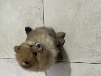 1,5 AYLIK POMERANİAN YAVRULAR YENİ YUVALARINI BEKLİYOR