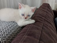 Blue point scottish fold bebişler