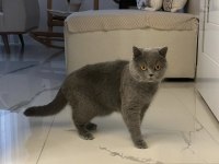 Sevimli ve uysal 2.5 yaşında british shorthair