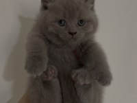 Show kalitede british shorthair bebekler