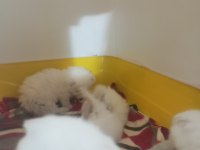 Mavi boncuk kediler
