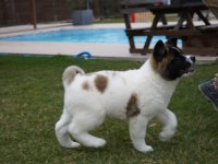 Akita İnu Yavruları Üst kalite