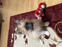 Pera (Terrier) Köpeğimiz