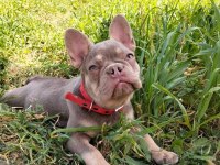 Fransız Bulldog Dişi