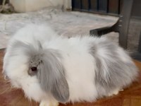 Hollanda teddy lop dişilerle cüce dişi tavşan