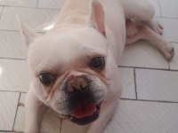 İzmir içi french bulldog köpeğimiz