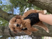 Maltipoo Dişi Erkek 