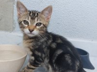 3 AYLIK KUM VE MAMA EĞİTİMLİ YAVRU KEDİMİZ