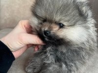 Orjinal ayı suratlı pomeranian yavruları