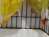 Yavru garantili hazır takım sevda papağanı opaline çift