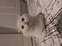 4 aylık erkek bebek scottish fold
