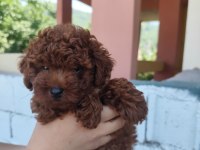 Kilo Garantili Kore Kan Red Brown Toy Poodle yavrular