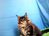 İlloai ve Arthur eşleşmesinin en iri yavrusu maine coon