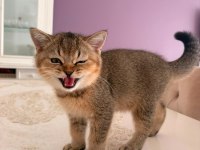75 Günlük British Shorthair Yeni Yuvaya gitmeye hazır