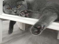 Mersin Scottish Fold