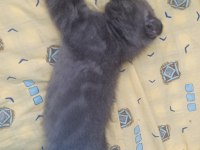 Scottish fold kedimiz