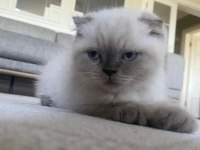 Scottish Fold (Kahve) ve Scottish Fold Blue Point (Lokum)