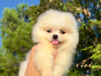 Pomeranian Teddy Face Yavrularımız 