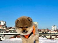 Ayı Surat Pomeranian Boo Yaru