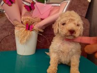 Apricot poodle bebekler