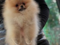 Safkan orjinal scr ayı surat pomeranian boo yavrular