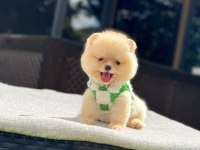 Yavru Pomeranian Boolarımız