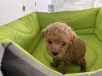 Poodle yavru köpeklerimiz