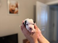 3 Haftalık Safkan French Bulldog Bebekler