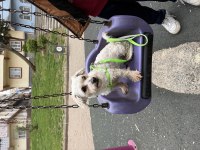 Dişi 1,5 yaş civarı takip şartıyla maltipoo