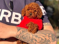Yurt dışı giriş Konya içi elden teslim poodle yavrular
