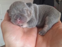 FLUFFY VE İSABELLA TAŞIYICI EXOTİC FRENCH BULLDOG YAVRULAR