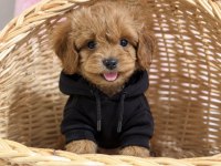 BEBEK SURAT OYUNCAK GİBİ MALTIPOO BEBEKLER