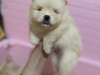 1 aylıktır 1 ay sonra rezerve edilecek pomeranian boo
