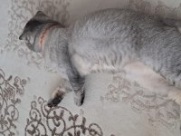 Scottish fold oğlumuza yeni yuva aranıyor