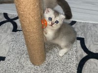 Scottish fold ve scottish straight bebekler