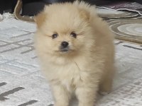 pomeranian boo a kalite