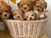 Evraklı ırk ve sağlık garantili mini maltipoo bebekler