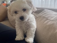 Maltese 1 numara