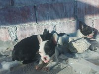 FRENCH BULLDOG YAVRULARIMIZA YUVA ARIYORUZ