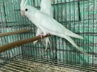 Albino Sultan Papağanı Tecrübeli Yavru Büyüttü