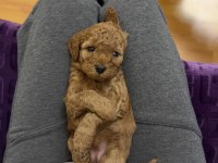 Minyatür poodle dostlar yeni sahiplerini arıyor