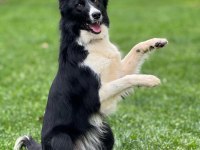 Köpeğimizden Daha Akıllısı Yok