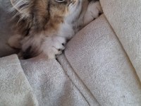 Scottish fold ve british shorthair yavrularımız