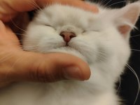 BRITISH LONGHAIR BEYAZ YAVRU
