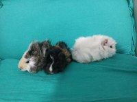 Kapıya Teslim Guinea Pig Setleri