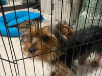 5 aylık yorkshire terrier erkek