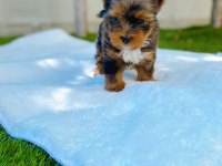 Petmode köpek çiftliğinden tea cup morkie yavrular
